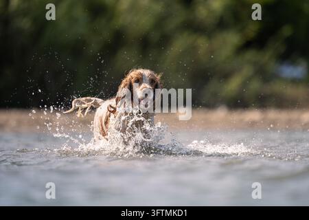 Cocker Spaniel dog Splashing in River Stock Photo