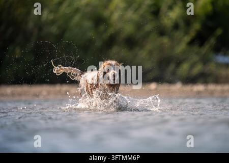 Cocker Spaniel Dog Playing and Splashing in River Stock Photo