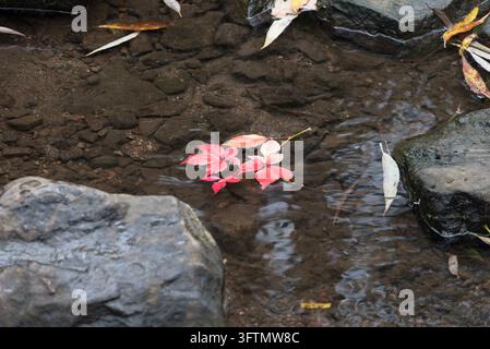 Red leaves float on clear water in a shallow stream. Dark rocks and a muddy bottom are visible, with other fallen leaves. Stock Photo