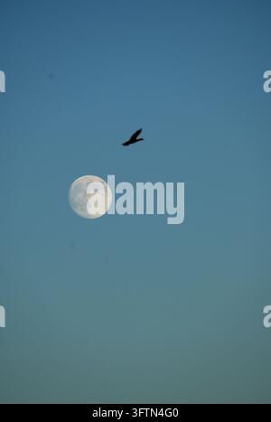 Silhouette of a Bird Flying Above a Bright Moon Against a Clear Blue Sky Stock Photo