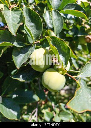 Tressv Exploding Ripe persimmons hang from trees on hillsides in Miaoxi town, Qingzhou ...