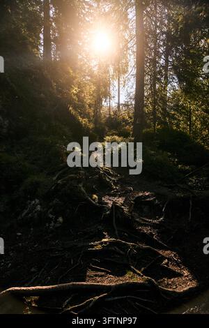 Sunlight filtering through tall pine trees over exposed roots and mossy undergrowth in forest clearing creating warm golden glow and deep shadow Stock Photo