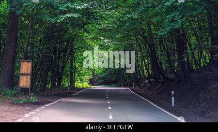 Forest road stretches through tall green trees. Lush foliage creates canopy overhead. Road curves gently into distance. Trees line both sides symmetri Stock Photo
