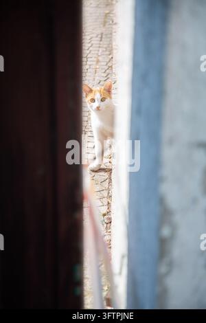 Curious ginger and white cat peeks through narrow gap beside blurred walls, standing on stone path outdoors in soft daylight. Vertical composition cre Stock Photo