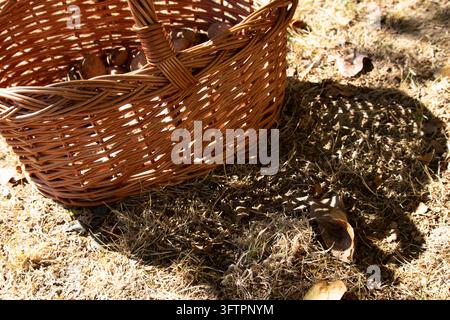 Artistic photo of a brown wicker basket with walnuts in it. The basket is on dry grass in the sun. There is a clear shadow of the basket on the ground. Stock Photo