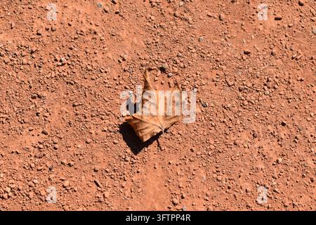 Single dry autumn leaf fallen on red soil ground in bright daylight, Greece Stock Photo