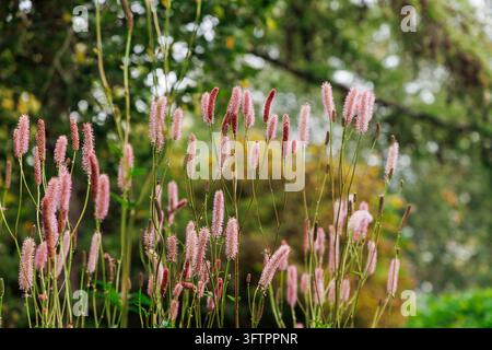 Pink burnet flower spikes in a late summer garden with soft green bokeh background. Stock Photo