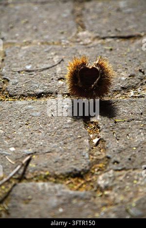 Spiky chestnut husk on weathered stone pavement in warm autumn sunlight, textured ground closeup with soft shadows, shallow depth of field and natural Stock Photo