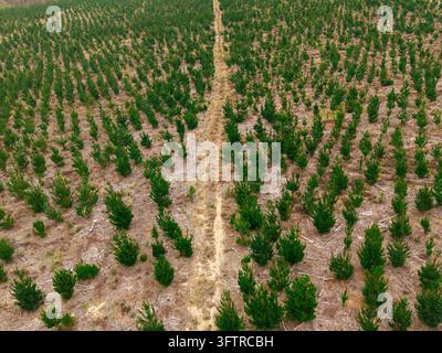 Aerial view of a pine plantation with young trees planted in neat rows separated by a dirt track in the rural landscape of Riversdale, Western Cape, S Stock Photo
