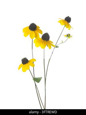 Few bright yellow Rudbeckia hirta flowers isolated on white background. Stock Photo