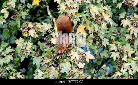 European red squirrel feeding at the top of a tree in Basel, Switzerland Stock Photo