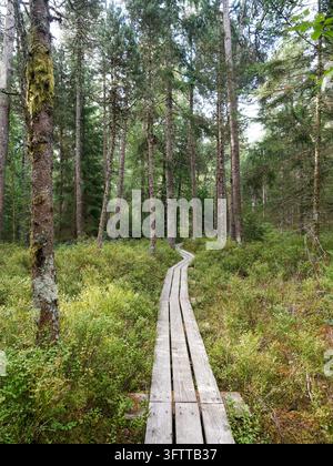 A wooden footpath leads through a dense forest area in Frasne with Vaccinium myrtillus bushes. Stock Photo