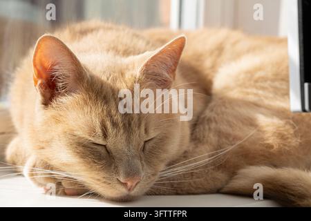 A ginger cat sleeps with its head resting on a light floor beside a bright window. Stock Photo