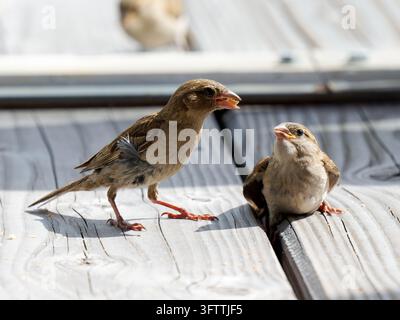 Two house sparrows (Passer domesticus) on wooden decking in Tignes. Stock Photo