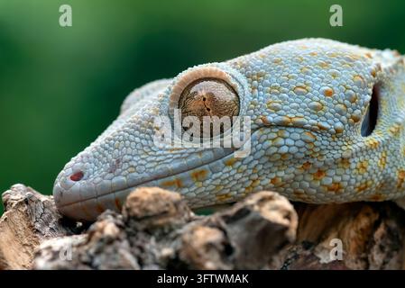 tokay gecko (gecko gecko) perching on rustic wood macro portrait Stock Photo