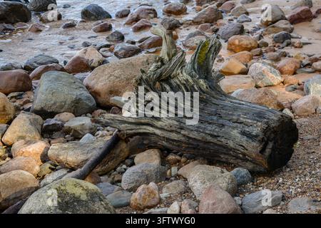 A weathered driftwood log rests among smooth multicolored stones on a natural shoreline, shaped by years of exposure to water and the elements. Ideal Stock Photo