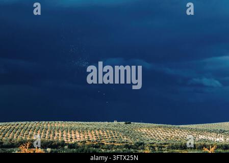 Rolling hills of an olive grove contrasting with a dark, threatening sky. Approaching storm over agricultural landscape Stock Photo