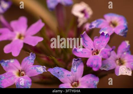 Soft pink petals with purple speckles bloom delicately. Tiny yellow centers draw the eye to vibrant blooms. Faint green stems support the cluster of f Stock Photo