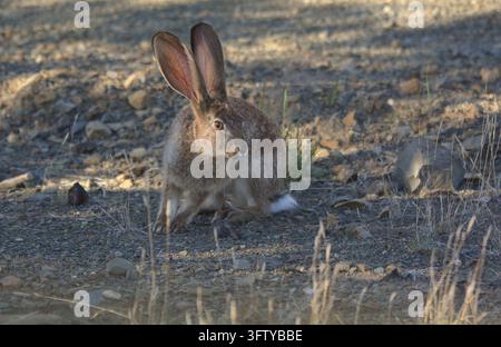 Riverine Rabbit Bunolagus monticularis, critically endangered, sitting on Karoo gravel with ears up showing blood vessels. Stock Photo