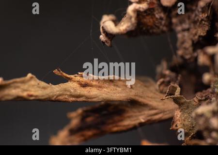 Macro shot captures intricate, decaying tree bark. Faint spider threads stretch between rugged, textured surfaces. Earth tones dominate this natural d Stock Photo