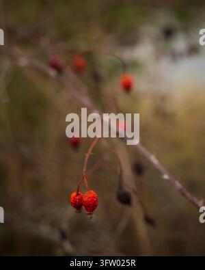 Wrinkled red rose hips hanging from a thorny branch in autumn with soft blurred backgroundt Stock Photo