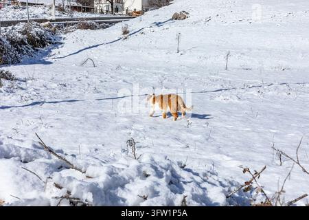 Albania, Boge 2026 01 12: An orange and white cat walking in deep snow, high angle view. Stock Photo