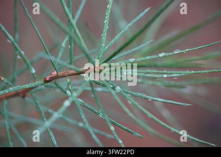 Macro close up of green larch needles covered with clear water droplets on a brown branch against a softly blurred natural background after rain Stock Photo