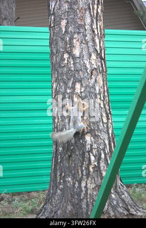 A detailed vertical closeup shot of a wild funny squirrel climbing on a tree bark next to a green metal fence. Stock Photo