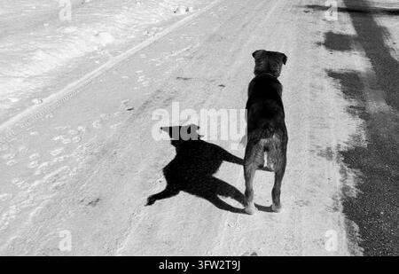 Black and white high contrast shot of a dog standing on a snowy road with a dramatic sharp shadow Stock Photo