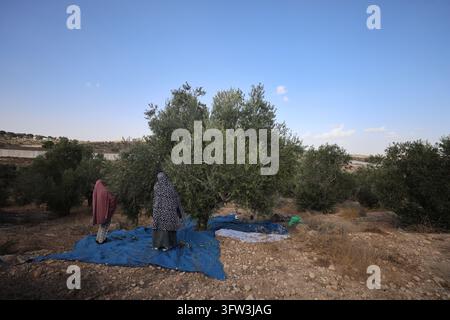 Two women stand on a blue harvesting sheet beneath an olive tree on a dry hillside in Beit Awwa, southwest of Hebron in the occupied West Bank, on October 15, 2026. Local farmers say Israeli forces cut down some of their olive trees months earlier and that sheep and cattle grazed by Israeli settlers have caused additional damage to the groves, complicating the annual olive harvest on agricultural land beside the Israeli-built separation barrier. (Photo by Mosab Shawer/Middle East Images/Sipa USA) Stock Photo