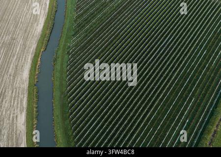 Aerial view showing green orchard rows beside a narrow waterway and tilled field, creating distinct geometric patterns in the agricultural landscape Stock Photo