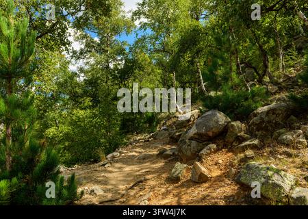 A rocky dirt path winds through a green forest with trees and boulders as sunlight filters through the canopy in Corsica. Stock Photo