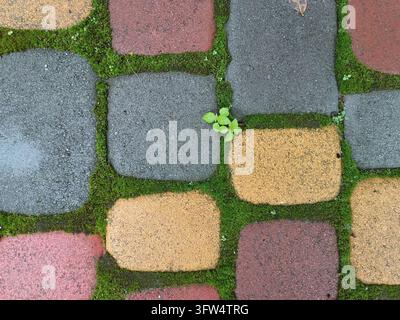 Colored paving blocks with green moss growing between their uneven joints Stock Photo