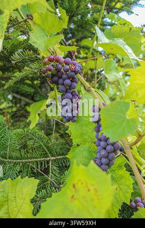 Ripe purple grapes hanging on a vine among green leaves in a garden. Stock Photo