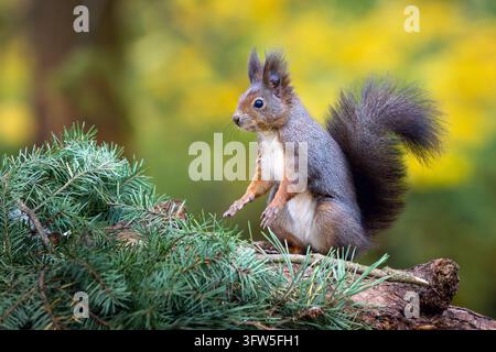 A squirrel jumps around the park looking for nuts. Stock Photo