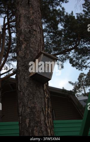 A detailed vertical shot of a funny wild squirrel peaking out of a nesting box hole on a pine tree trunk. Stock Photo