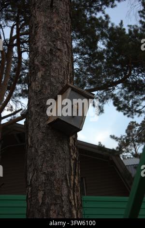 A detailed vertical shot of a funny wild squirrel peaking out of a nesting box hole on a pine tree trunk. Stock Photo