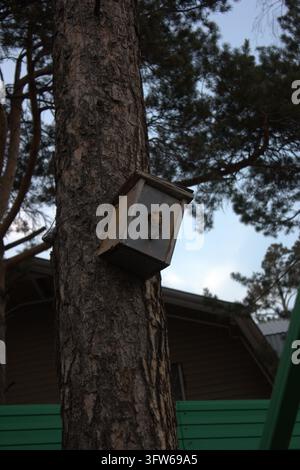 A detailed vertical shot of a funny wild squirrel peaking out of a nesting box hole on a pine tree trunk. Stock Photo