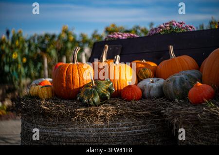 A close-up shot of various pumpkins and gourds displayed on hay bales, showcasing the bounty of an autumn harvest. The warm, golden hour lighting high Stock Photo