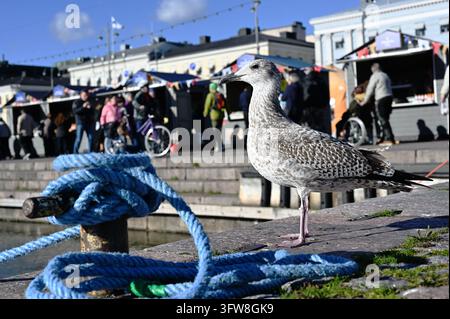 Helsinki, Finland – October 07, 2026: A juvenile herring gull stands on the stone quay beside a thick blue mooring rope at Market Square (Kauppatori) Stock Photo