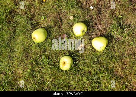 Green Apple lying on the grass. Top view with copy space Stock Photo
