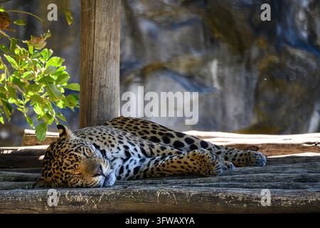 Lioness rests peacefully on weathered wooden platform. Sunlight filters through nearby green leaves. Her spotted coat gleams softly in natural light. Stock Photo