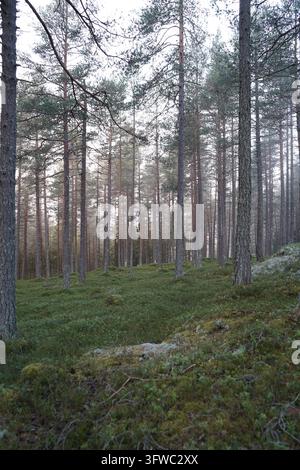 A peaceful morning in the pine forest, with moss and blueberry bushes on the ground, and the morning sunlight reaching through the fog Stock Photo