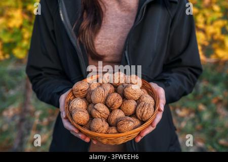 Woman holding wicker basket with whole walnuts in shell outdoors in autumn Stock Photo
