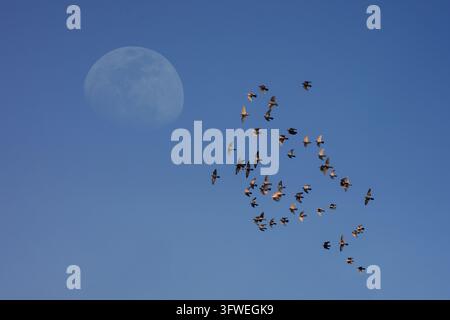 View of a large flock of birds flying in formation against a clear blue sky with a visible moon in Layyah, Punjab, Pakistan. Stock Photo