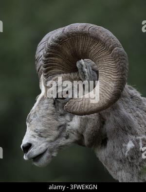 A bighorn sheep ram (Ovis canadensis) is shown in a close portrait with massive curled horns in Glacier National Park, Montana, USA. Stock Photo