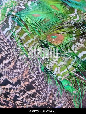 abstract texture and intricate pattern of mottled peacock feathers combined with a vibrant green tail feather closeup Stock Photo