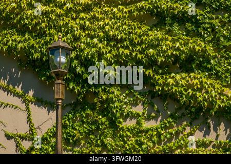 Weathered outdoor lantern against a sunlit stucco wall covered with dense green ivy vines, creating a richly textured exterior scen Stock Photo