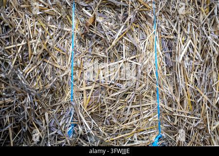 Blue baling twine and knots cross a densely packed bale of dry plant stalks. Stock Photo