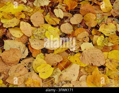 A yellow textured plant surface with overlapping scales and organic ...